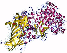 Proteinstruktur der Aminopeptidase.
