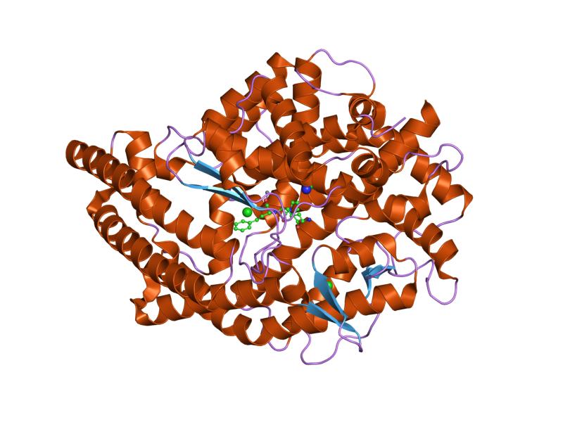 Proteinstruktur des Angiotensin-convertierenden Enzyms 