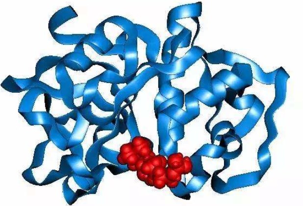 Proteinstruktur von ApoApoperoxidase.