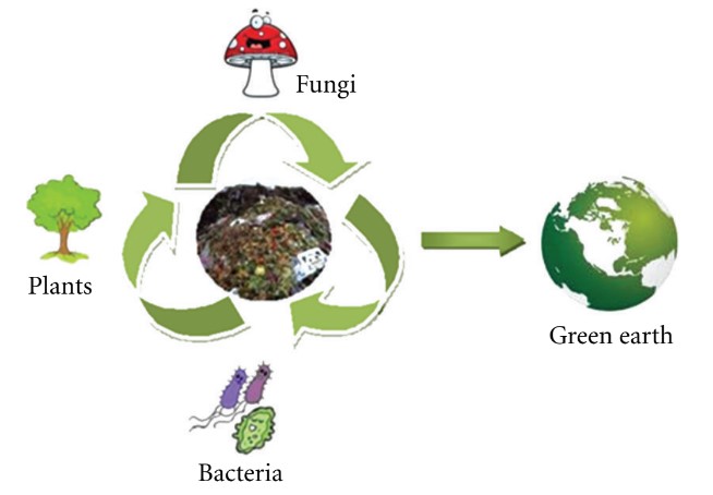 Anwendung von Enzymen in der Bioremediation von festen Abfällen und Böden