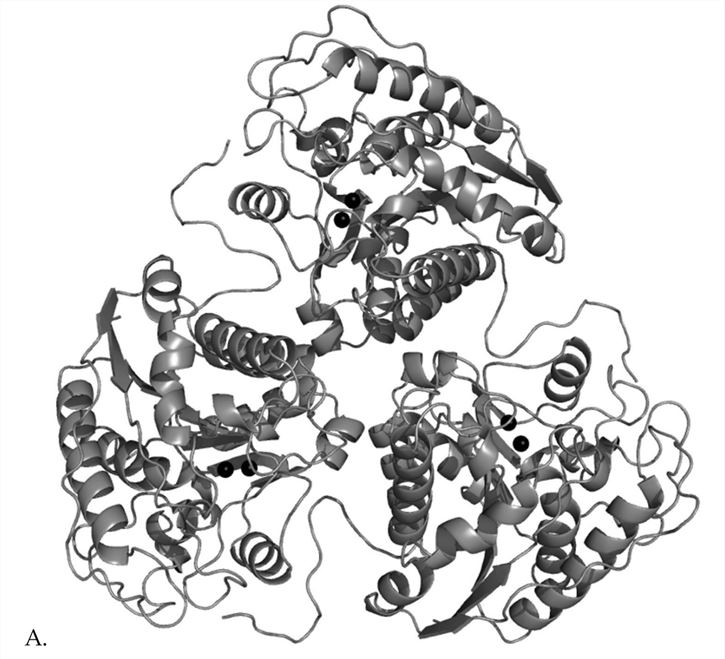 Struktur des Ratten-Arginase-Trimers.
