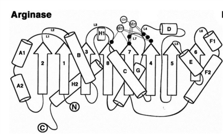 Sekundärstruktur der Arginase.