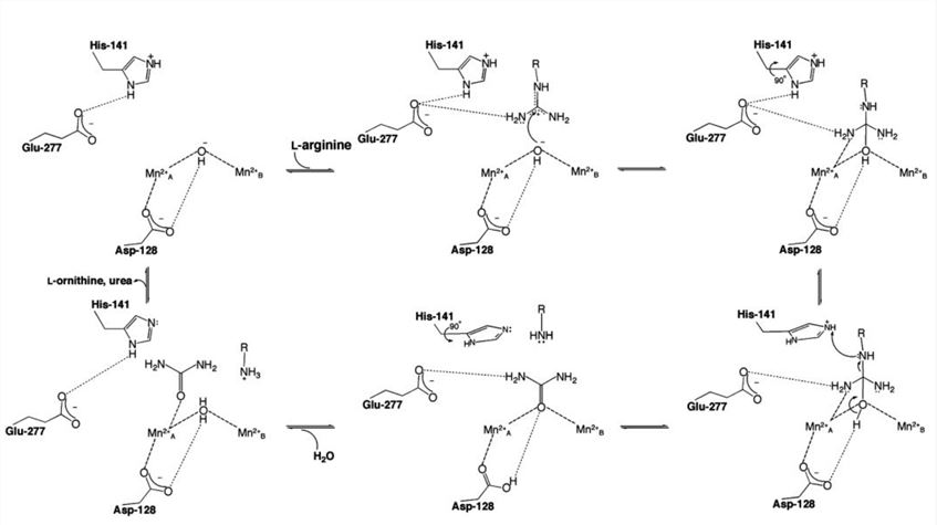 Mechanismus der menschlichen Arginase I.