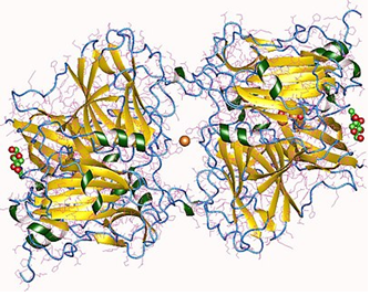 Ascorbatoxidase