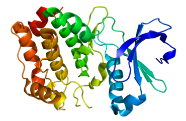 Proteinstruktur der Aurora-Kinase A.