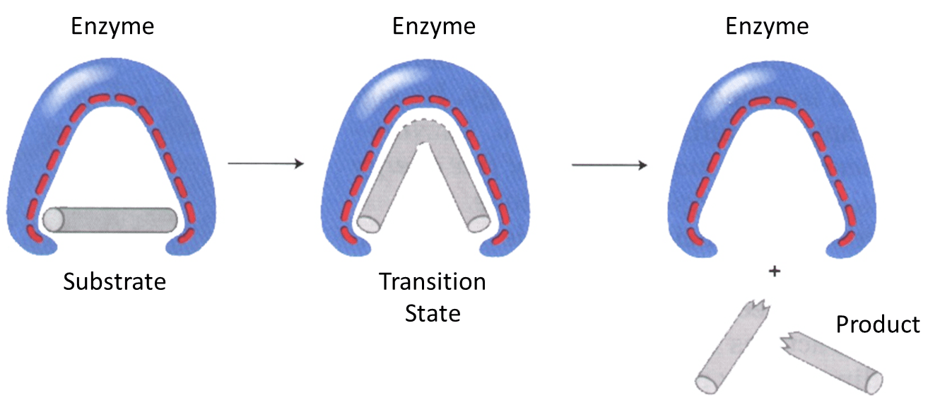 Katalytischer Mechanismus des Enzyms der Bindungsbelastung. Die Affinität des Enzyms zum Übergangszustand ist größer als zur Substanz.