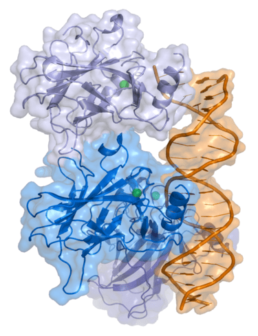 Proteinstruktur von p53.