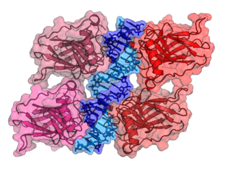 Kristallstruktur der vier p53-DNA-Bindungsdomänen (wie im bioaktiven Homo-Tetramer gefunden) und hat sieben Domänen.