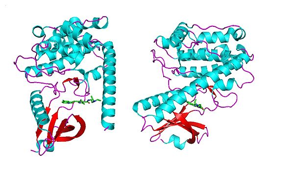 Die Struktur der Kinase-Domäne von CaMKII.