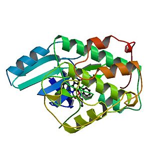 Proteinstruktur von CDK1