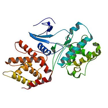 Proteinstruktur von CDK5.