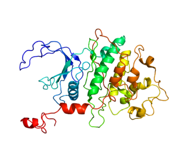 Proteinstruktur von CDK9.