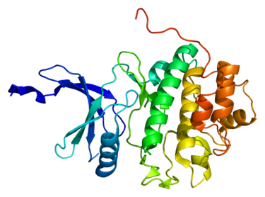 Proteinstruktur von Chk1