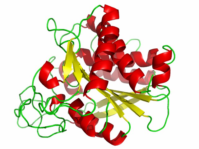 Struktur der Carboxypeptidasen.
