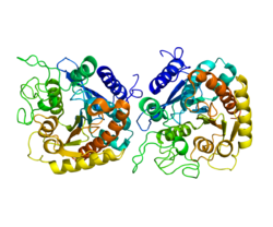 Struktur der Carboxypeptidasen A.