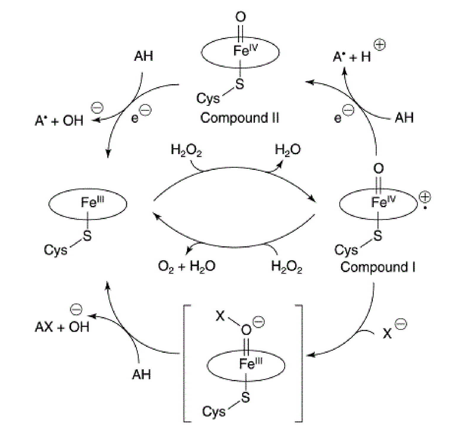 Mechanismus der von CPO-katalysierten Reaktionen.