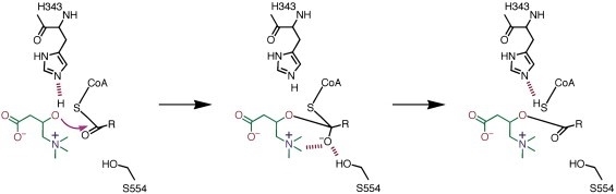 Der katalytische Mechanismus der Carnitin-Acyltransferasen