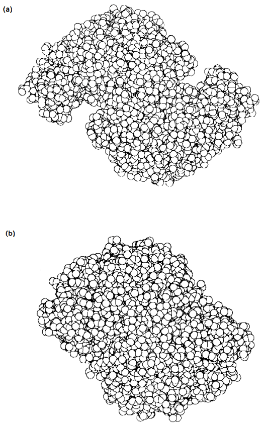 (a) Raumfüllende Darstellung des offenen Dimer der Citratsynthase. (b) Raumfüllende Darstellung beider geschlossenen Formen des Dimer. Der Blickwinkel ist entlang der zweifachen Achse 