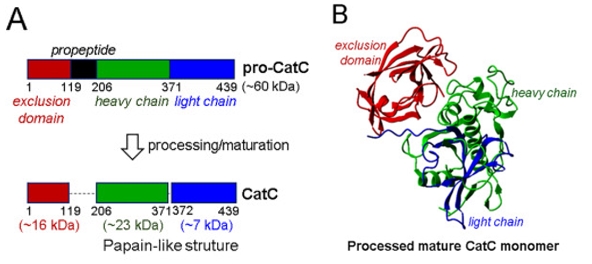 3D-Struktur des verarbeiteten CTSC-Monomers
