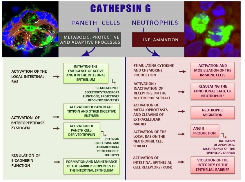  CathG-zwischen Norm und Entzündung: die Rolle von CathG in der intestinalen Mukosa