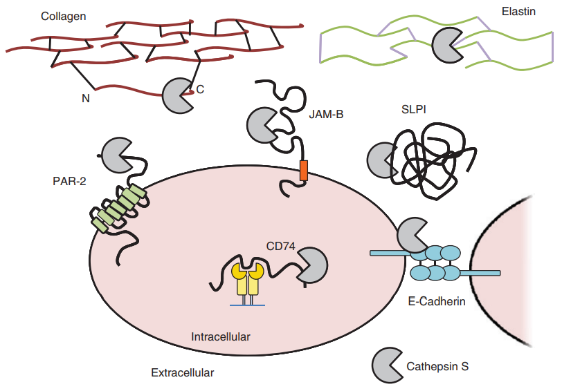 Substrate von Cathepsin S