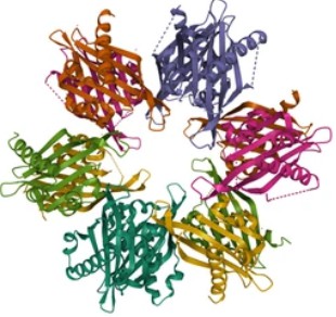 Calmodulin-abhängige Proteinkinase II