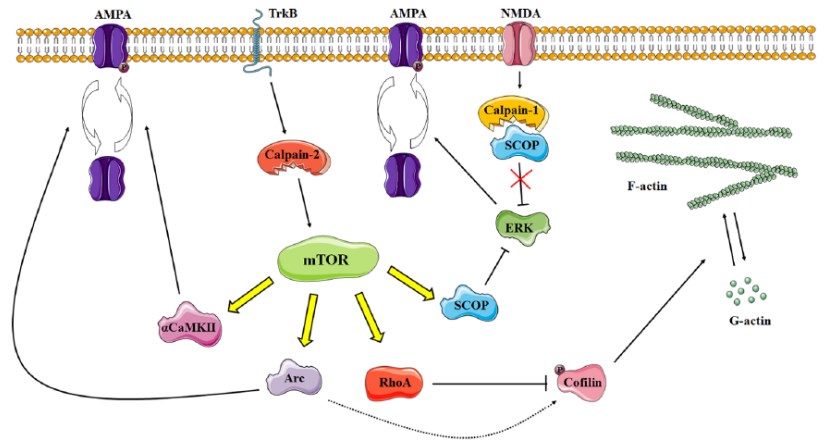 Schematische Darstellung des Zusammenspiels zwischen Proteinsynthese und zytoskelettaler Reorganisation während der synaptischen Plastizität