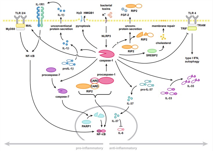 Pro- und anti-inflammatorische Funktionen von Caspase-1