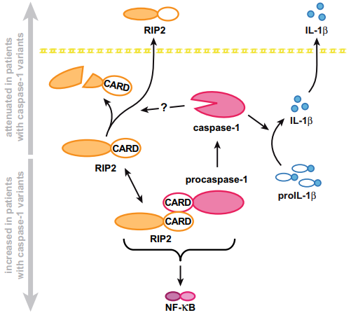 Defekte Caspase-1 provoziert Entzündung