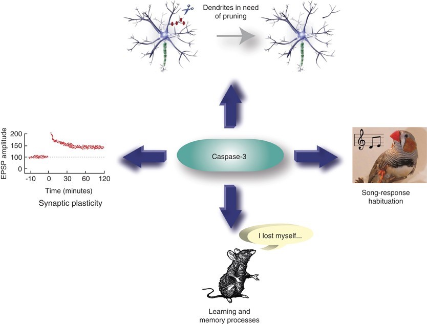 Nicht-apoptotische Funktionen von Caspase-3 in neuronalen Zellen