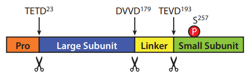 Schematische Darstellung von Caspase-6