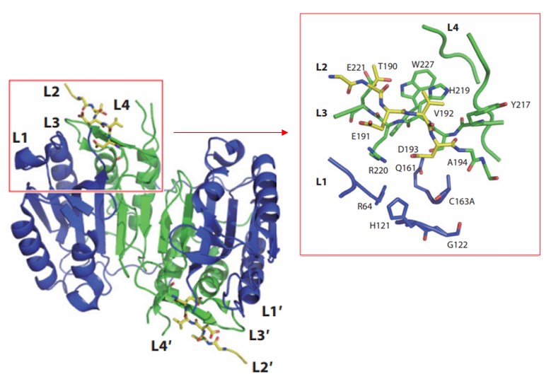 Struktur des Caspase-6-Zymogens