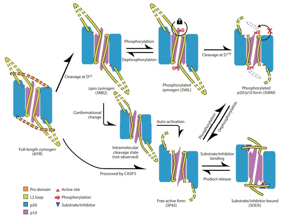Die Aktivierungs- und Regulationskarte von Caspase-6