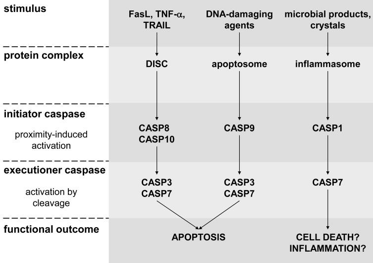 Überblick über die Mechanismen der Caspase-Aktivierung