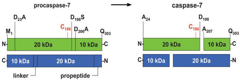 Schematische Darstellung des Procaspase-7 und aktiven Caspase-7 Homodimers