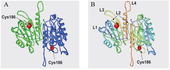 Dreidimensionale Struktur von Procaspase-7