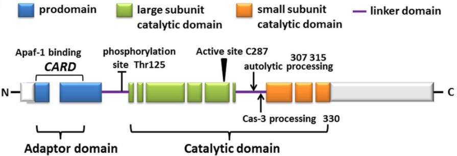 Die vorhergesagte Aminosäurestruktur der menschlichen Caspase-9