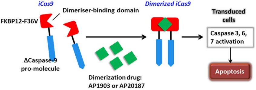 Die Apoptose von transfizierten Zellen, die durch aktiviertes iCasp9 verursacht wird