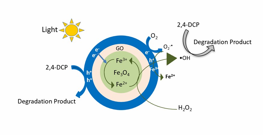 Schematische Darstellung des Abbaumechanismus für das 2,4-DCP im Foto-Fenton-System mit Fe3O4 / Graphen-Nanozymen.