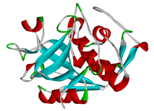 Proteinstruktur von Cathepsin.