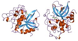 Proteinstruktur von Cathepsin B.