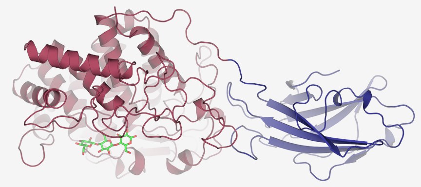 Proteinstruktur der Cellulase.