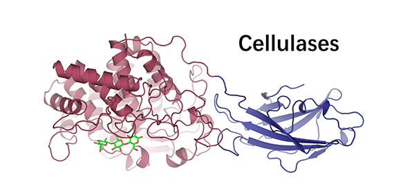 Cellulasen