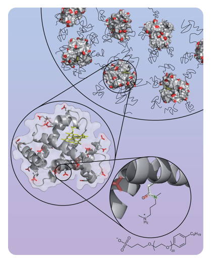 Chemische Modifikation von Myoglobin.