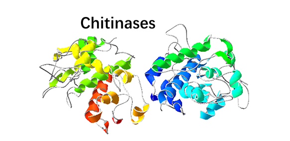 Chitinase
