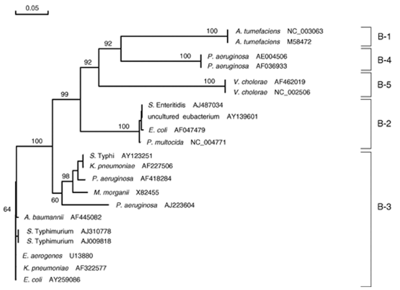 Phylogenetischer Baum der Klasse B CATs