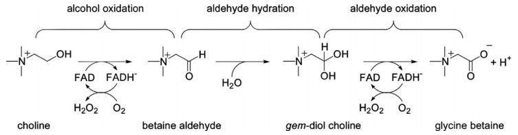 Die zweistufige, flavinvermittelte Oxidation von Cholin zu Glycinbetaine, katalysiert von Cholinoxidase