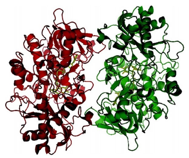 Dreidimensionale Struktur der Cholinoxidase, verfeinert auf eine Auflösung von 1.86Å