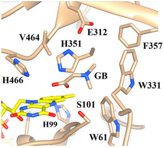 Aktives Zentrum der Wildtyp-Cholinoxidase mit dem Reaktionsprodukt Glycinbetaine gebunden
