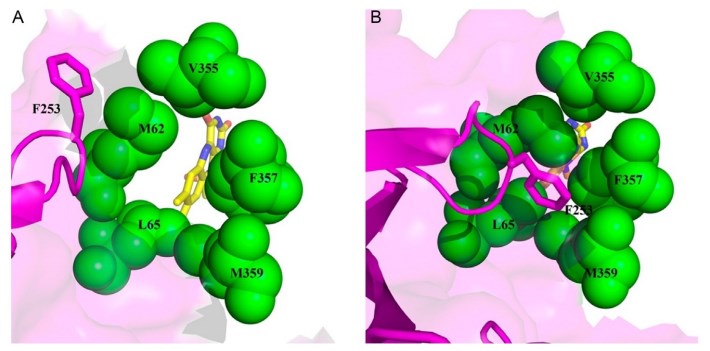Eingang zum aktiven Zentrum der Cholinoxidase